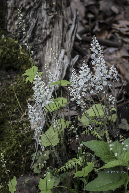 riverwindphotography:Foamflowers (Tiarella cordifolia) spring from the forest floor, Stony Brook Sta