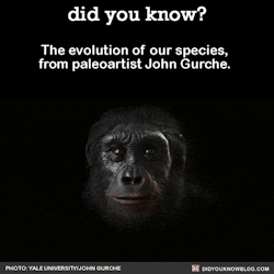 did-you-kno:  The evolution of our species,