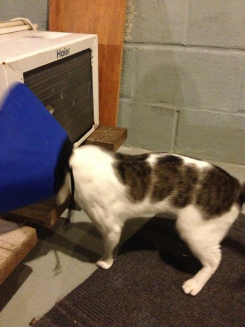 Sad cat with cone walking into walls.He had a UTI and was licking himself too much. I put him right 