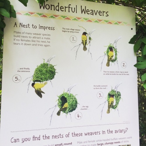 I finally got around to visiting Woodland Park Zoo this weekend, so I got to see my weaver bird illu