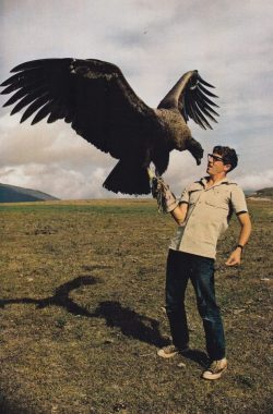 peterfromtexas: Ornithologist Jerry McGahan is pictured with a 6 month old Andean Condor, the largest flying bird on earth. Photographed by the Helen and Franck Schreider.   Another version of this photo made it to the cover of National Geographic.