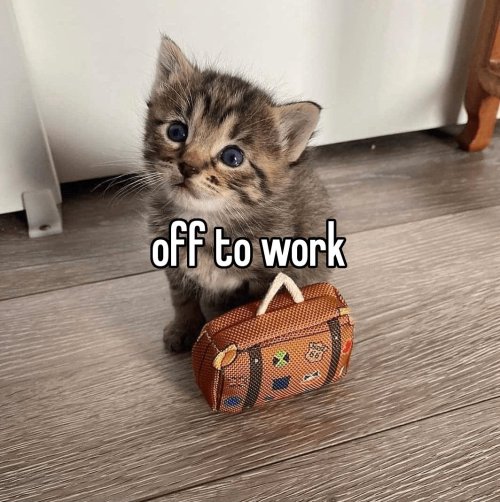 Cat Therian Moodboard But Its Memes I Found On My Phone