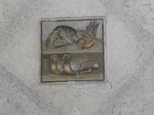 romegreeceart:A cat mosaic from Palazzo Massimo, Rome. As mentioned earlier they have  a pretty