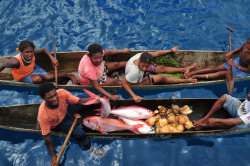 blcprty:  Santa Ana, Solomon Islands by Adrian