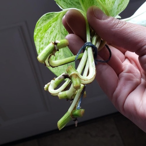 Two weeks and rooting♡♡ #pothos #plants #happysunday #photography #plantvibes #jungle #spreadlove #g