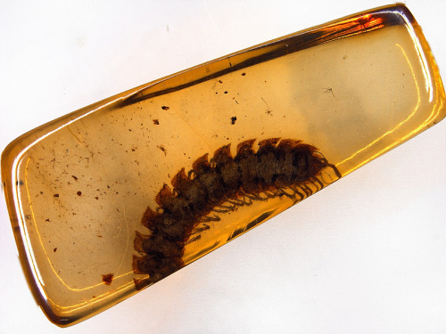 nybg:ianbrooks:Amber Inclusions by Anders DamgaardWith all this discussion recently surrounding the 