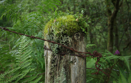 Bilberry post in ferns #FencepostOfTheWeek