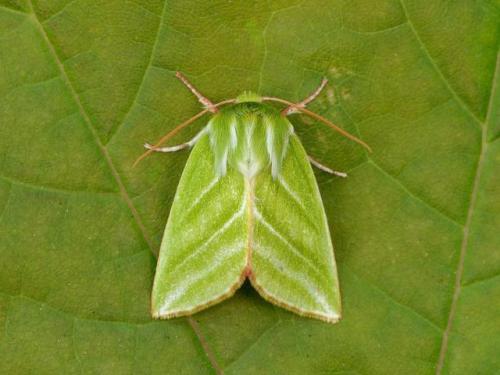 end0skeletal: The Green Silver-lines (Pseudoips prasinana) is a moth common in wooded regions of Nor