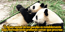 crazyliiife:  Soy un maldito panda!!!!! xDDD