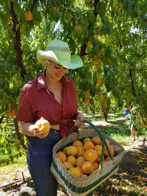 stefaniaferrario:Collecting peaches in Cobram Peachjack X3