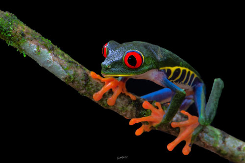 Red- eyed Leaf Frog by Christian Sanchez Photography Red- eyed Leaf Frog  Rana de hoja de ojos rojos