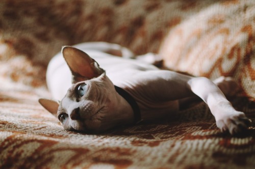 sphynx cat