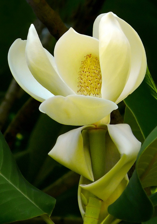 Magnolia