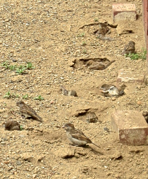 Something interesting to watch out my window: English sparrows taking dust baths.Somehow, improbably
