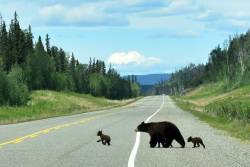 mushing1:  | Crossing the Alaska highway @ Stone Mountain Provincial Park  by Avi Goldfinger 