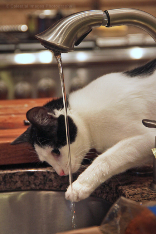 coolcatgroup:mischiefandmay:Playing in the sinkMy sister’s kitten Mo, aka Molokini@mostlycatsmostly