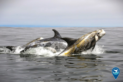 Golden-backed Risso's dolphins breaching the water's dark grey surface.