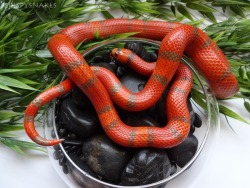 crispysnakes:  Some shots of the current quarantine bebes. Extreme Hypo Honduran milk snake Hypo Harlequin BCI Pastel, Bumblebee, &amp; Lesser Bee Ball Pythons