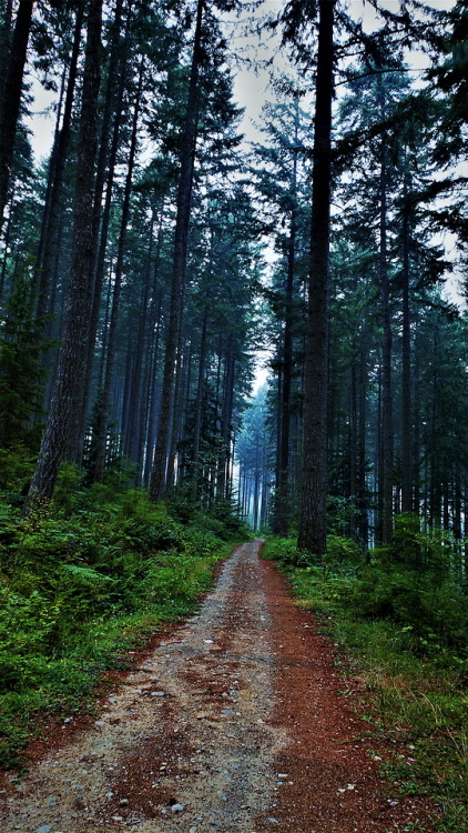 alfalfa67:  The smokey walk. Hiking through to Ammonite Falls, forest fire smoke still visible through the trees. Vancouver Island, Canada 