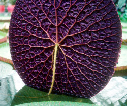 sixpenceee:   This is the underside of a water lily.Source: imgkid.com