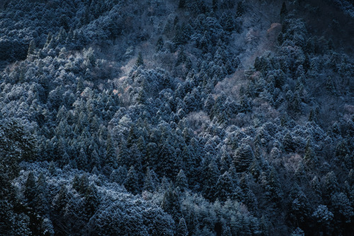 Snowy White and Red Leaves 雪の白と紅葉の赤。 せっかくの雪なので遅めの紅葉が残る山寺へと。 風情があって亀岡のなかでも好きな場所。 #京都 #亀岡#FUJIFILM #