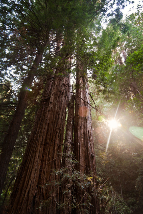 upclosefromafar:  sending-postcards:  muir woods  ~My Hidden Nirvana~  ❁❁ Calm and relaxing jungle b