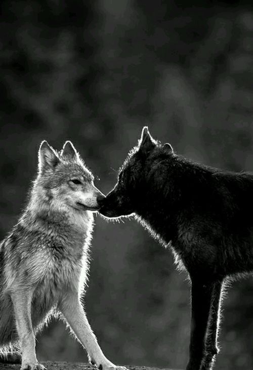 tumblr photo dudebronews 0