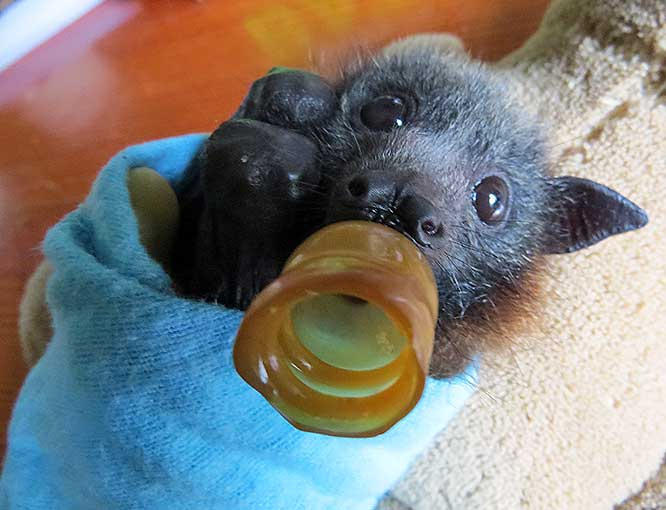 batsjustbats:  little baby 