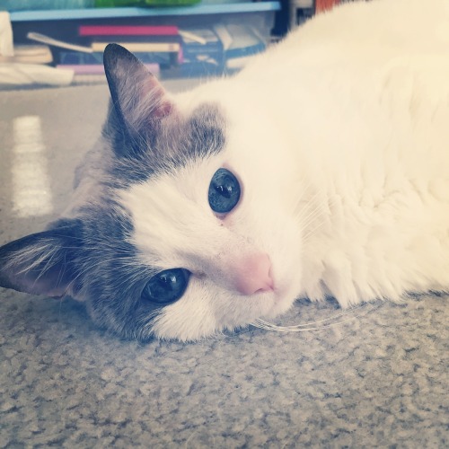 chocolatequeennk: chocolatequeennk:I got down on the floor to take Smokey’s picture, and when 