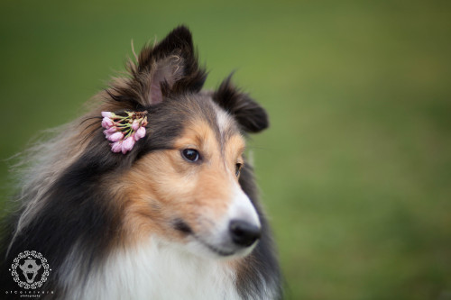 tempurafriedhappiness: ofcarnivora: Attention: No flowers on the sheltie please! what the nose do