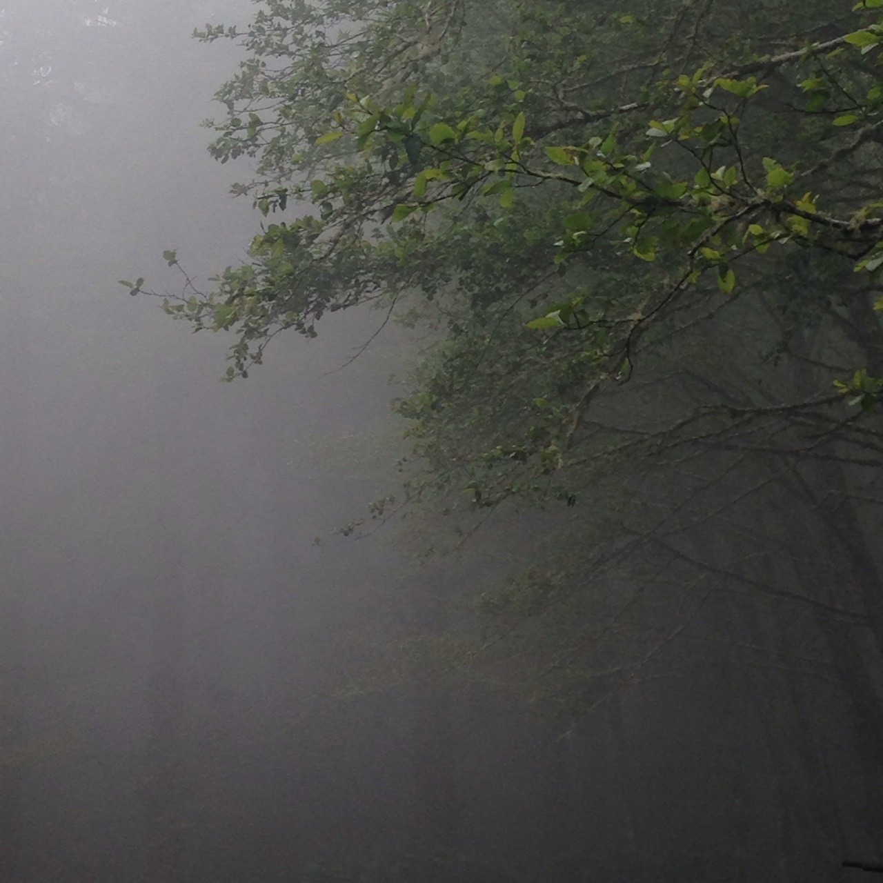 cheshireskitt3n:  things-inbetween:  severae:  oregon coastal forests are something