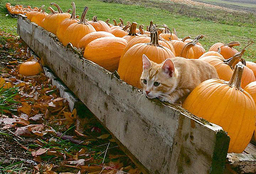 awtumnleafs:  want more autumn?! follow awtumnleafs