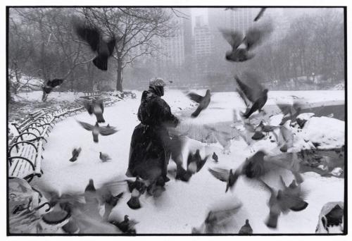 Bruce Davidson (American; 1933– )Lola and Birds in Snow, Central Park, New YorkPhotograph, 1992© Bru