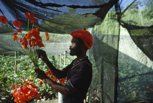 Jamaica. Jodi Cobb