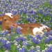 botanical-artistry:cows with flowers