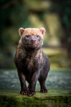 superbnature:  Bush Dog by BritishWildlifePhotography http://ift.tt/1AkKNwQ