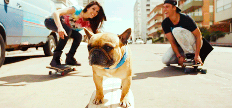 lol it’s the way this dog is just like yeah so what I’m a skateboarding dog