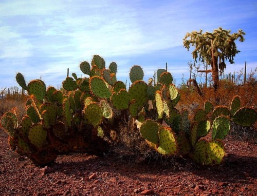 Opuntia engelmannii & Cylindropuntia fulgida #cactaceae #botany #plants #Arizona #sonorandesert 