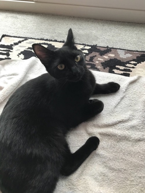 mycatstookovermylifehelp: Happy black cat appreciation day everyone! This is Olive, she’s abou