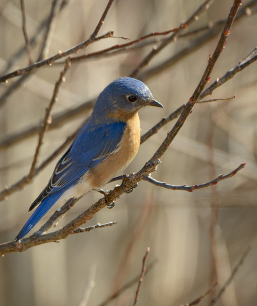 mainemike: Eastern Bluebird, Gilsland Farm, Falmouth, ME