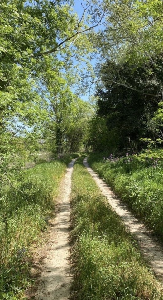 Springtime Days Filled With Joy & Serenity