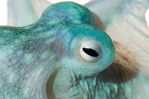 egosumdaniel-od:  Cephalopod eyes are fascinating. Just like us vertebrates they have camera-type ey