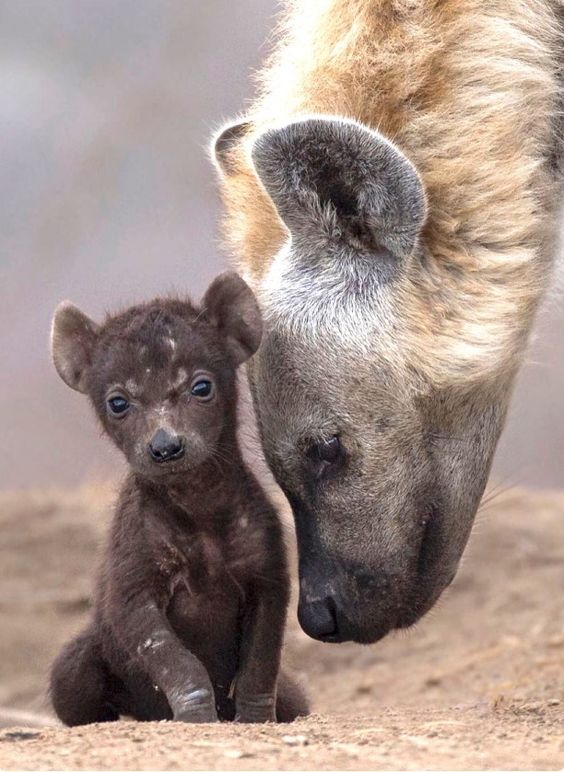 freshcoolwater:  Hyena   (Crocuta crocuta) and Cub