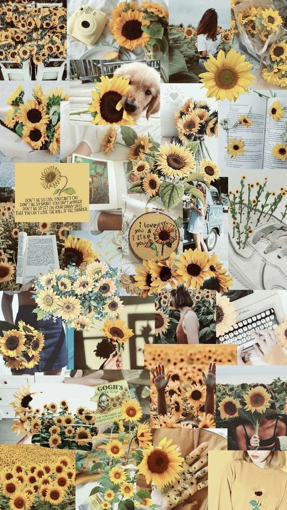 Sunflower Background Tumblr Posts Tumbral Com