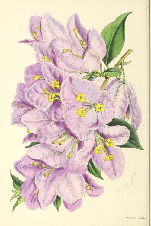 n251_w1150 by BioDivLibrary The floral magazine; London,L. Reeve & Co.biodiversitylibrary.org/pa