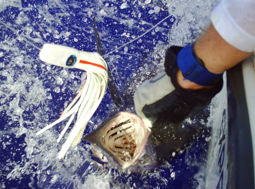 Un joli marlin bleu pris sur Madwave à la Réunion sur le bateau...
