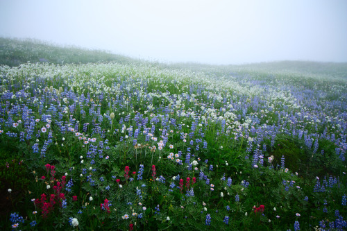 expressions-of-nature:Wildflowers in Fog, Mount Rainier by Lazgrapher