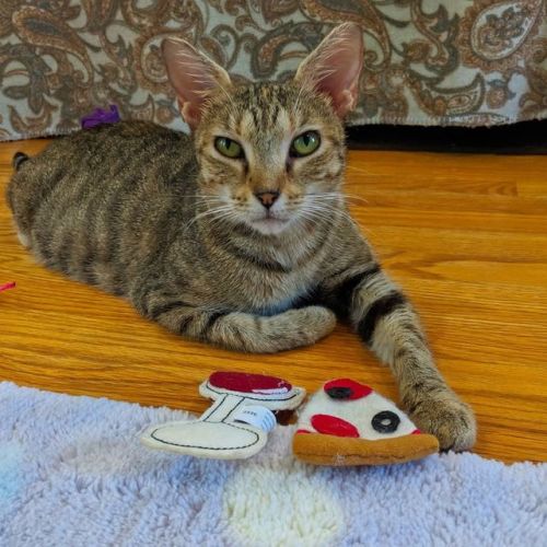 catsbeaversandducks: love-and-hisses:“Yes, lady. This bit where you put a toy “glass of 
