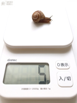 hdot-mokoriri: My weight is 5  gram. 体重は5g 