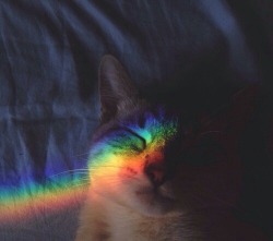 spacelesbians: rainbow cat moodboard 🌈